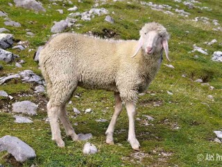 Ovce v u stezky Goetheweg na Nordkette, Innsbruck