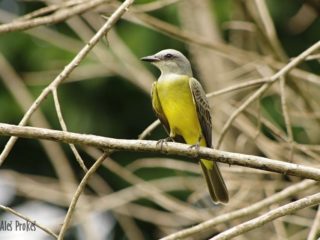 Tyran tropický, Tropical Kingbird (Tyrannus melancholicus), Panama