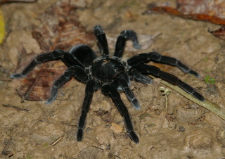 Tarantule (Pamphobeteus antinous), EcoAmazonia, Tambopata