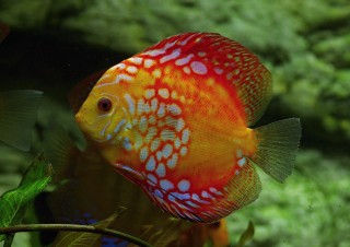 Terčovec pravý (Symphysodon discus), ZOO Brno