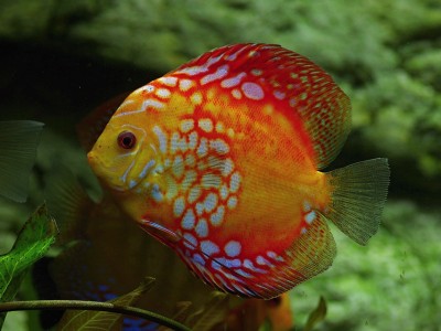 Terčovec pravý (Symphysodon discus), ZOO Brno