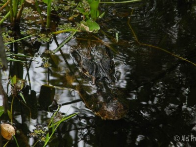 Kajman, rezervace EcoAmazonia