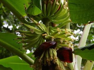 Banánovník, rezervace EcoAmazonia, Tambopata