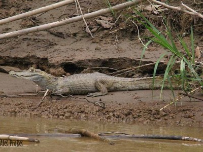 Kajman, rezervace EcoAmazonia