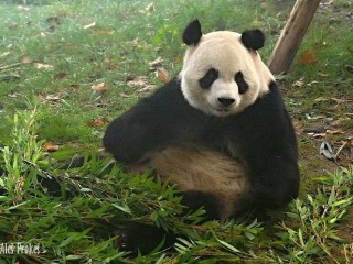 Panda velká, výzkumná chovatelská základna Chengdu