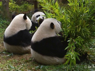 Panda velká, výzkumná chovatelská základna Chengdu