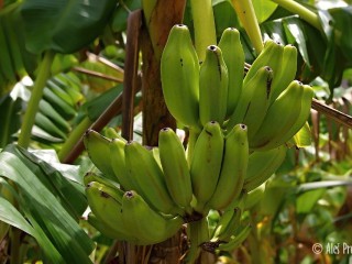 Banány v okolí vesnice La Miel, Panama