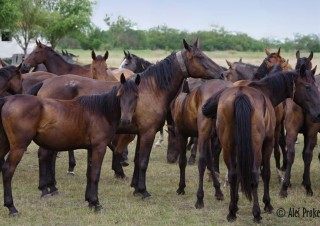 Národní park Hortobágy registrovaný v seznamu UNESCO