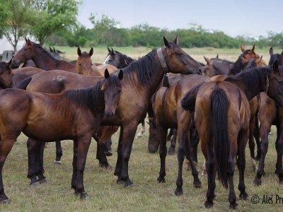 Národní park Hortobágy registrovaný v seznamu UNESCO