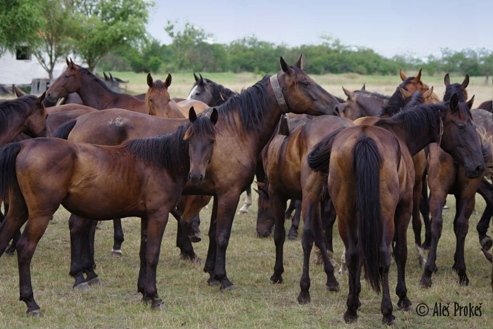 Národní park Hortobágy registrovaný v seznamu UNESCO