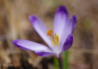 Krokus (šafrán) jarní, Žiarská dolina