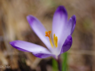 Krokus (šafrán) jarní, Žiarská dolina