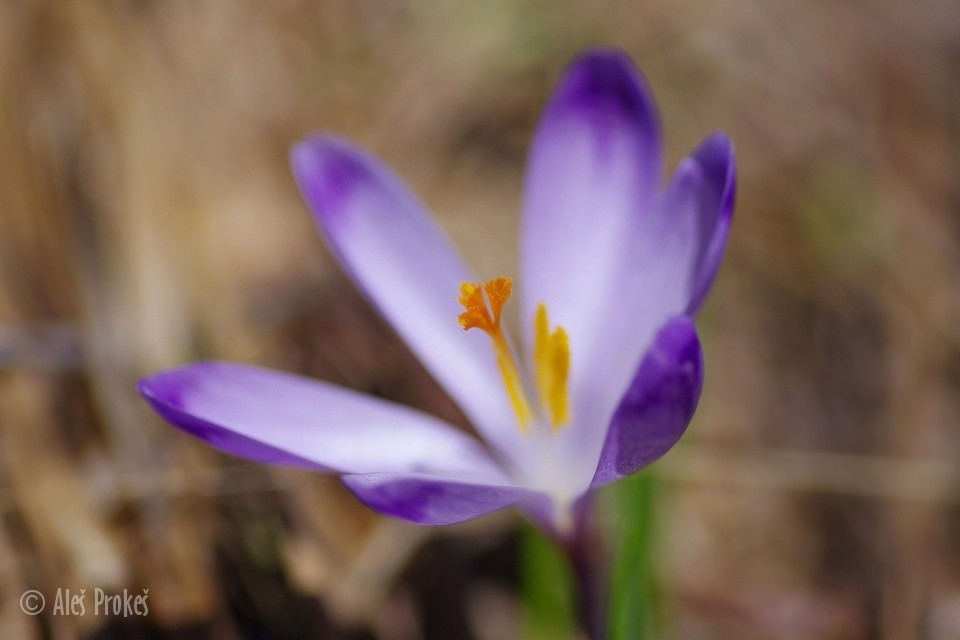 Krokus (šafrán) jarní, Žiarská dolina