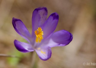 Krokus jarní, Žiarská dolina