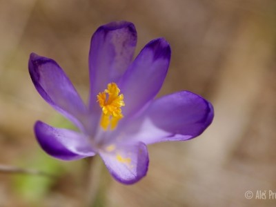 Krokus jarní, Žiarská dolina