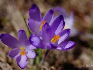 Krokus (šafrán) jarní, Žiarská dolina