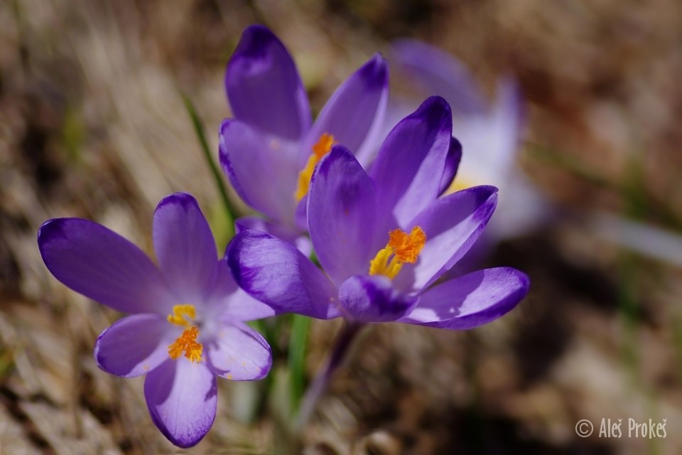 Krokus (šafrán) jarní, Žiarská dolina