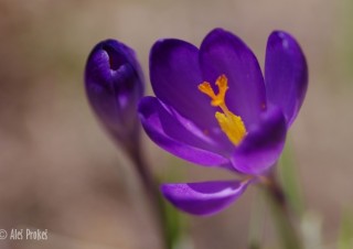 Krokus jarní, Žiarská dolina