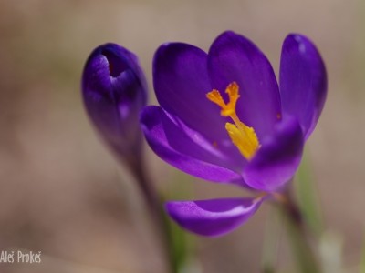 Krokus jarní, Žiarská dolina