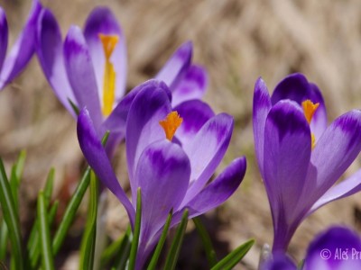 Krokus jarní, Žiarská dolina