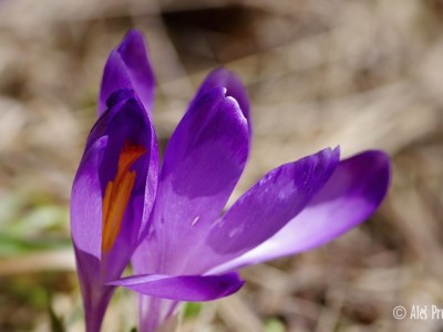 Krokus jarní, Žiarská dolina