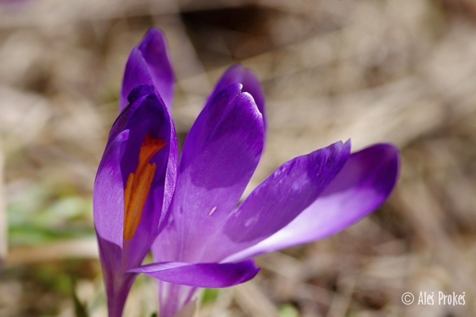 Krokus jarní, Žiarská dolina