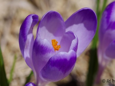 Krokus jarní, Žiarská dolina