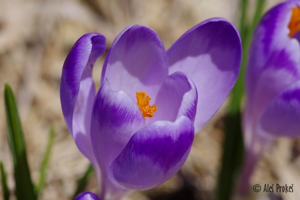 Krokus jarní, Žiarská dolina