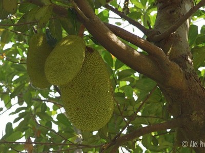 Žakie (džekfruit, z angl. jackfruit), plod chlebovníku různolistého