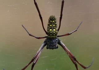 Batik Golden Orb Web Spider (Nephila antipodiana), Soreang, Západní Jáva, velikost cca 6 cm