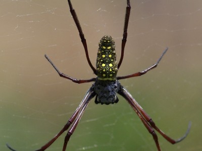 Batik Golden Orb Web Spider (Nephila antipodiana), Soreang, Západní Jáva, velikost cca 6 cm