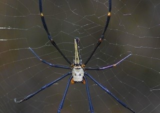 Pavouk Northern Golden Orb Weaver (Nephila pilipes), Soreang, Západní Jáva, velikost cca 7 cm