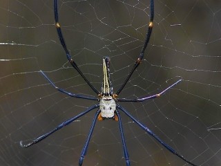 Pavouk Northern Golden Orb Weaver (Nephila pilipes), Soreang, Západní Jáva, velikost cca 7 cm