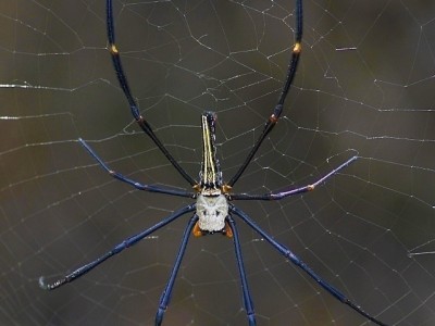 Pavouk Northern Golden Orb Weaver (Nephila pilipes), Soreang, Západní Jáva, velikost cca 7 cm