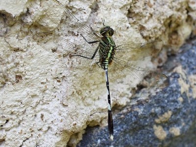 Green Skimmer (Orthetrum sabina), Soreang, Západní Jáva