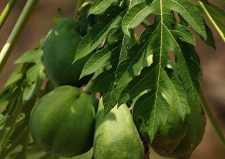 Papája obecná (Carica papaya)