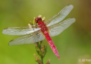 Vážka červená (Crocothemis erythraea), Soreang, Západní Jáva