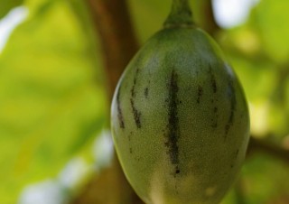 Tamarilo, stromové rajče (Terong Belanda)