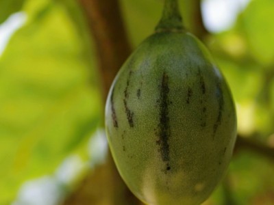 Tamarilo, stromové rajče (Terong Belanda)