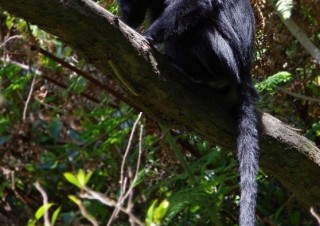 Hulman jávský (Javan Ebony Langur, Trachypithecus auratus mauritius)