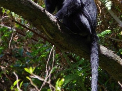 Hulman jávský (Javan Ebony Langur, Trachypithecus auratus mauritius)