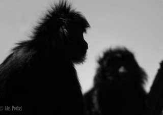 Hulman jávský (Javan Ebony Langur, Javan Lutung)