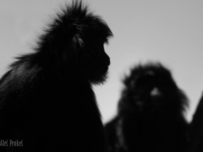 Hulman jávský (Javan Ebony Langur, Javan Lutung)