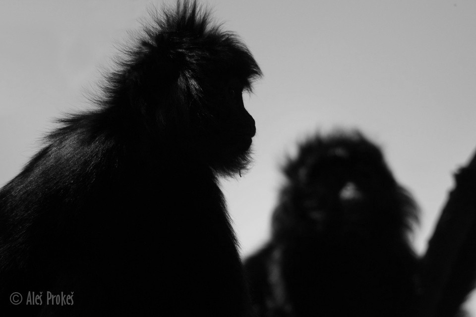 Hulman jávský (Javan Ebony Langur, Javan Lutung)