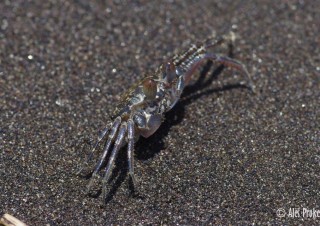 Sand bubbler crab