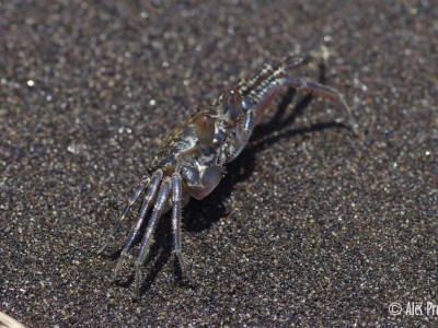 Sand bubbler crab