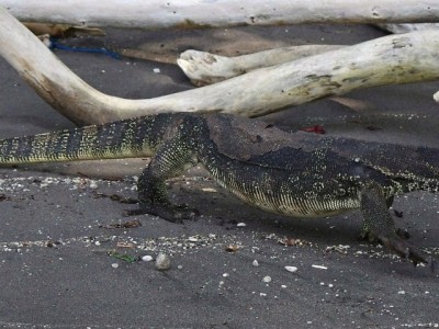 Varan skvrnitý (Varanus salvator)