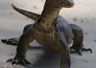 Varan skvrnitý (Varanus salvator), Sundský průliv, Jáva