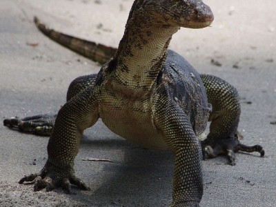 Varan skvrnitý (Varanus salvator), Sundský průliv, Jáva