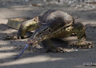 Varan skvrnitý (Varanus salvator), Jáva